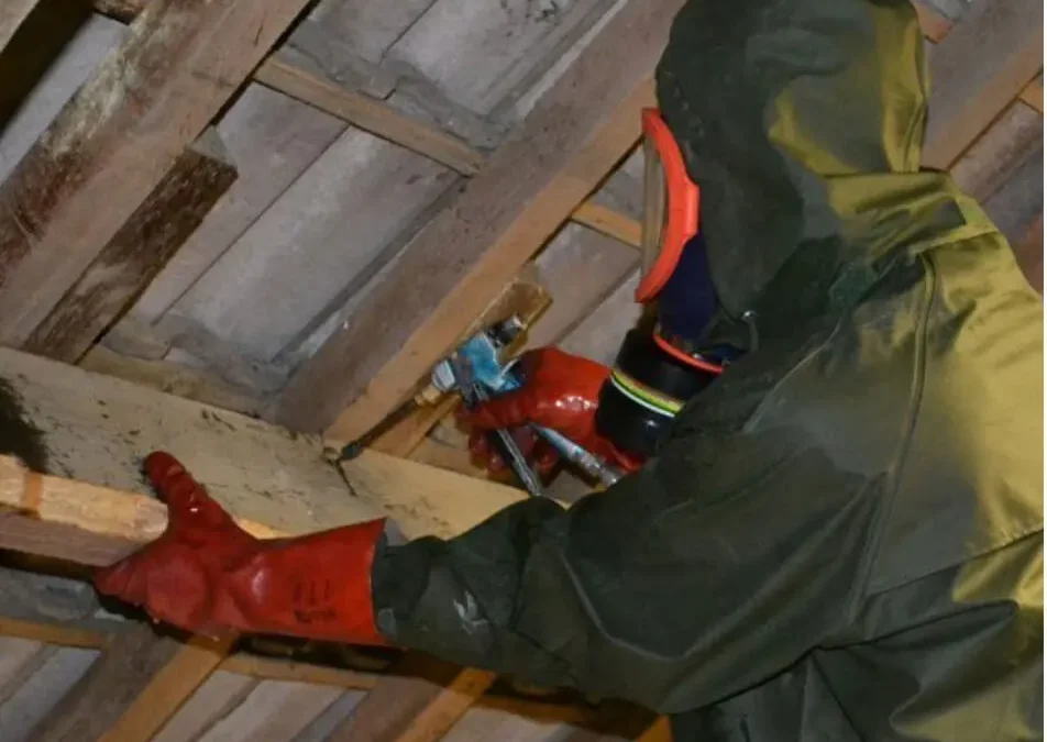 Le traitement de charpente 77 : comment prévenir et éliminer les problèmes de nuisibles